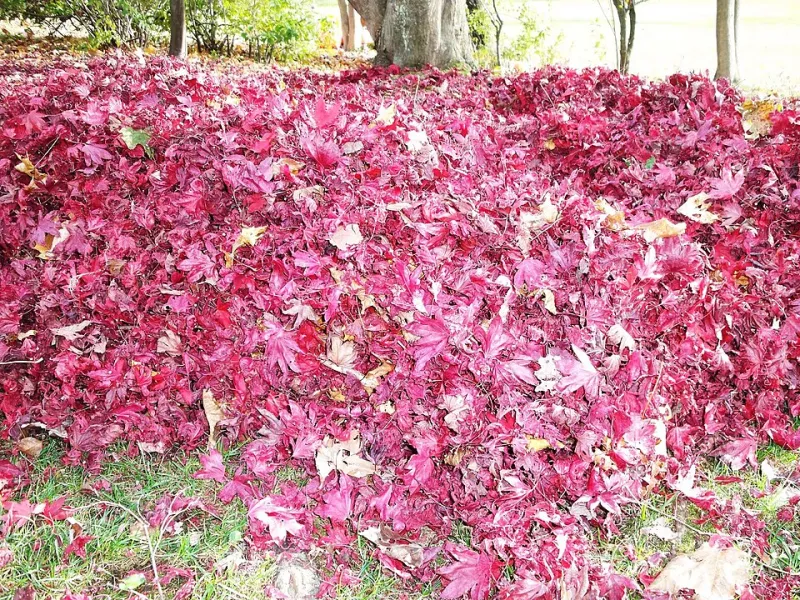 When Goodbye Is the Whole Point: How Japanese Families Find Beauty in Endings